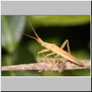 Stenodema laevigata - Blindwanze 03.jpg